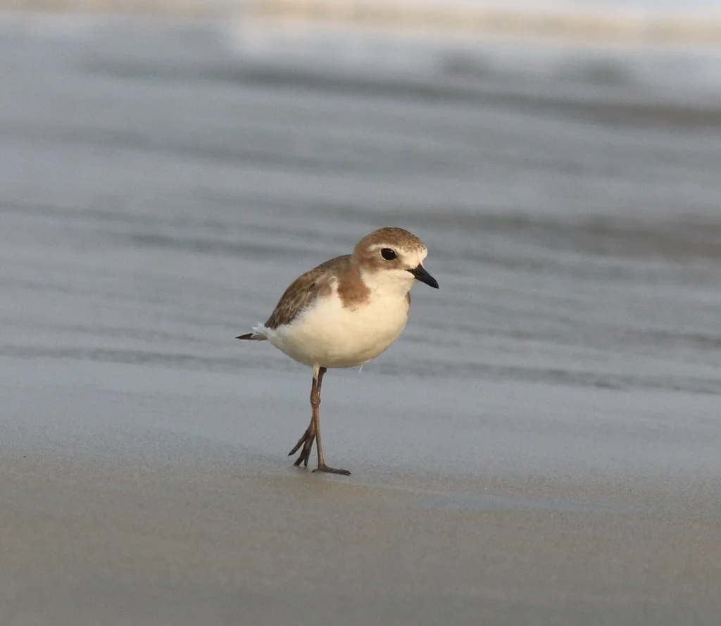 青藏沙鸻(Anarhynchus atrifrons)