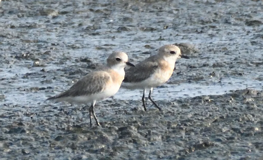 青藏沙鸻(Anarhynchus atrifrons)
