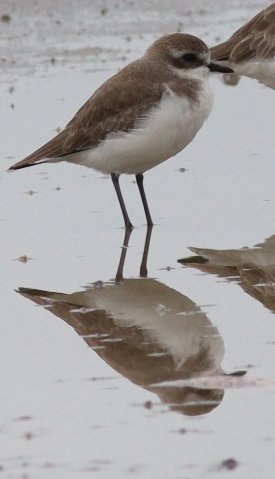 青藏沙鸻(Anarhynchus atrifrons)