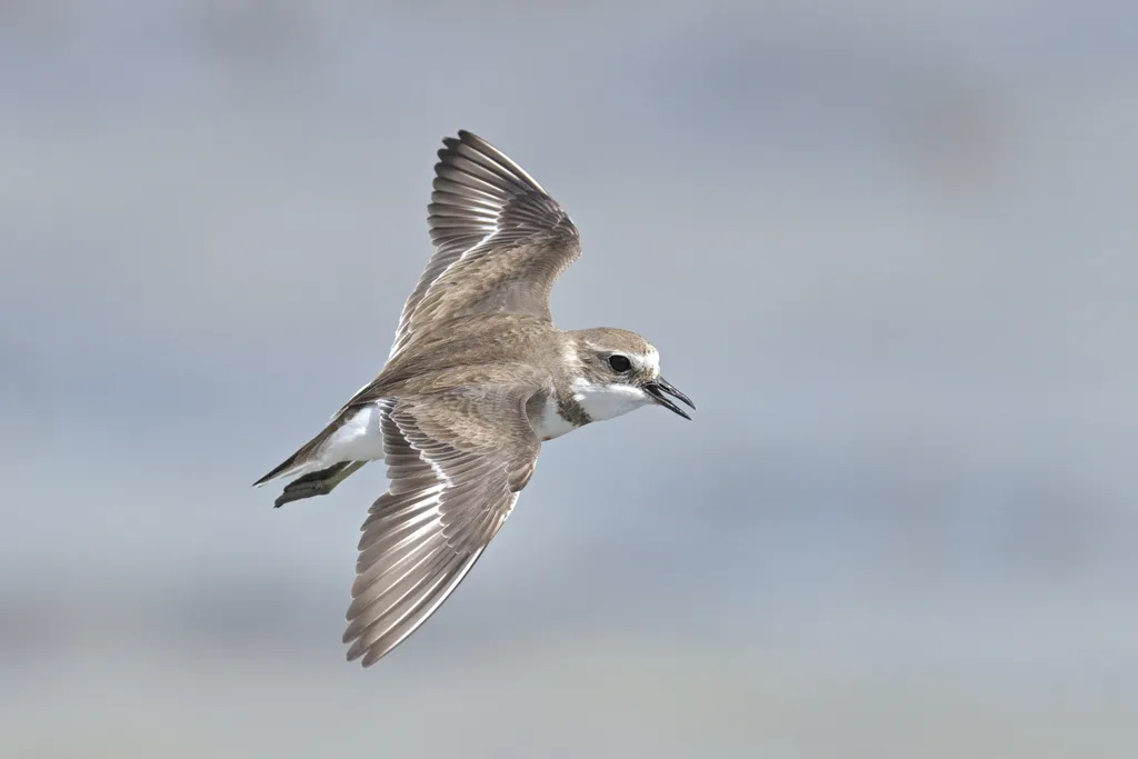 栗胸鸻(Anarhynchus bicinctus)