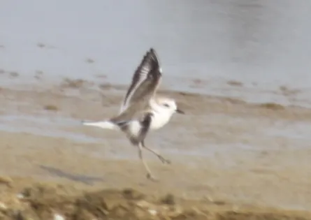 白脸鸻(Anarhynchus dealbatus)