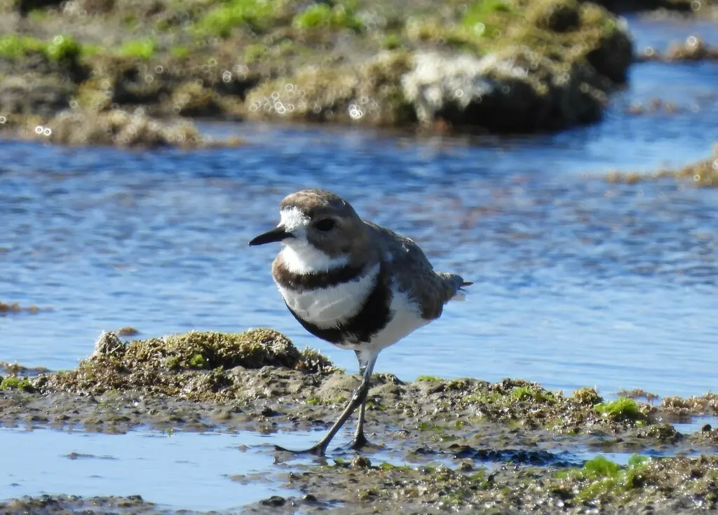 双斑鸻(Anarhynchus falklandicus)