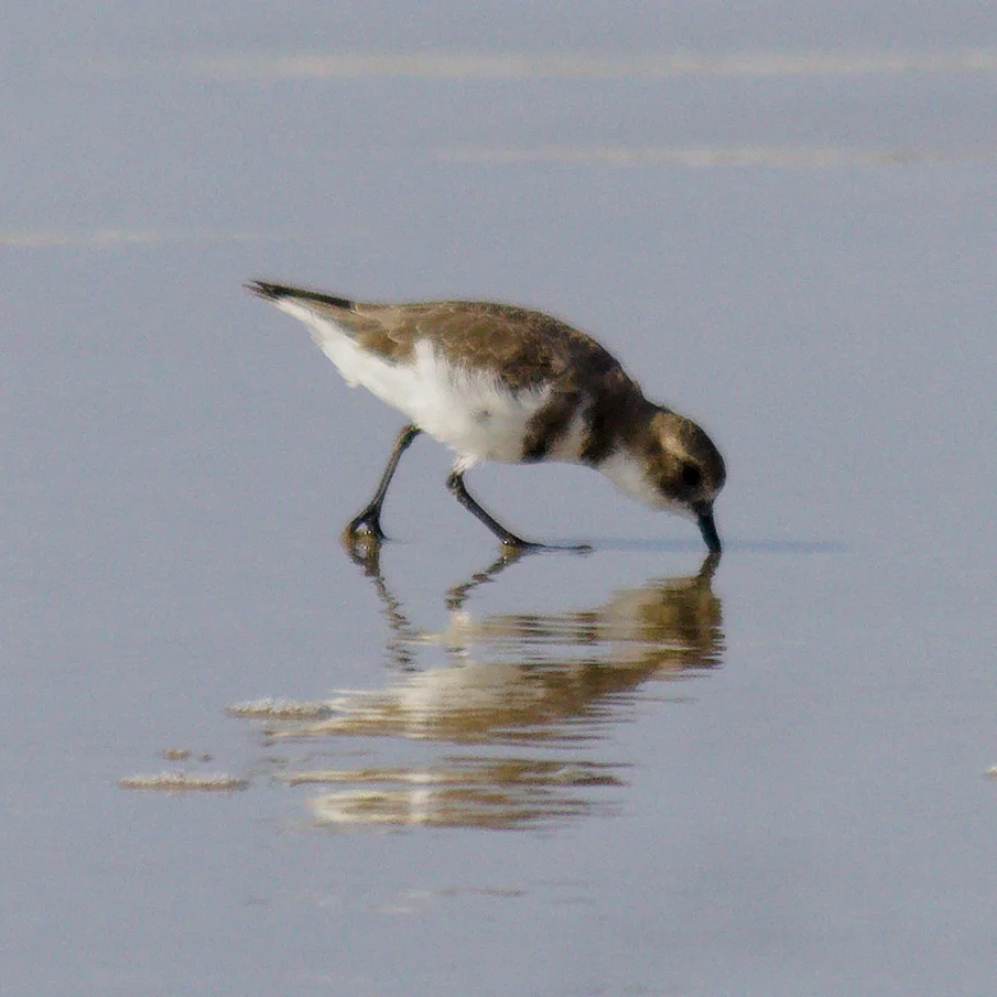 双斑鸻(Anarhynchus falklandicus)