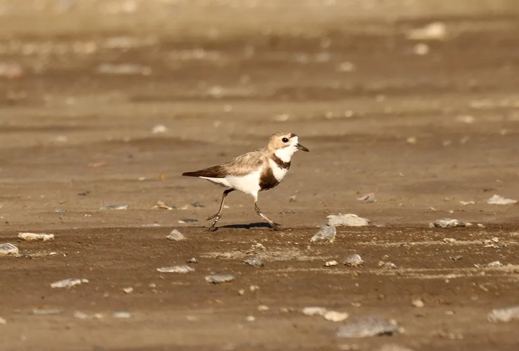 双斑鸻(Anarhynchus falklandicus)