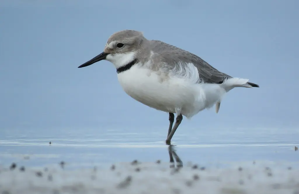 弯嘴鸻(Anarhynchus frontalis)