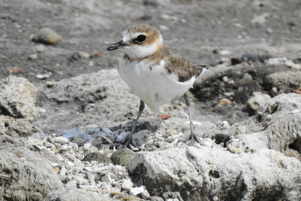 爪哇鸻(Anarhynchus javanicus)