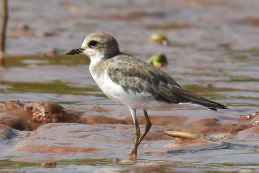 铁嘴沙鸻(Anarhynchus leschenaultii)