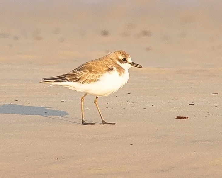 铁嘴沙鸻(Anarhynchus leschenaultii)