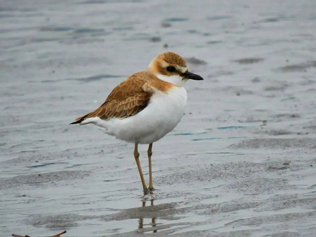 铁嘴沙鸻(Anarhynchus leschenaultii)