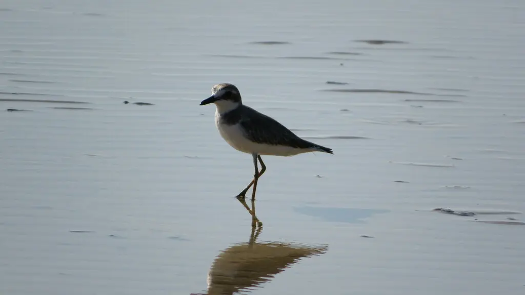 铁嘴沙鸻(Anarhynchus leschenaultii)