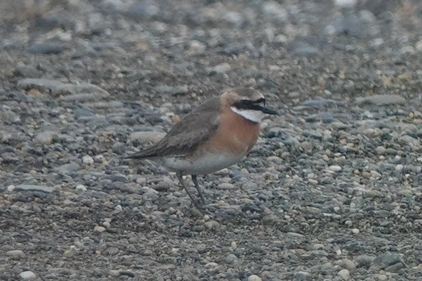 蒙古沙鸻(Anarhynchus mongolus)