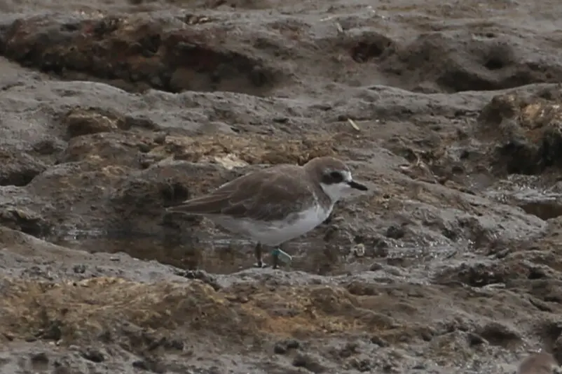 蒙古沙鸻(Anarhynchus mongolus)