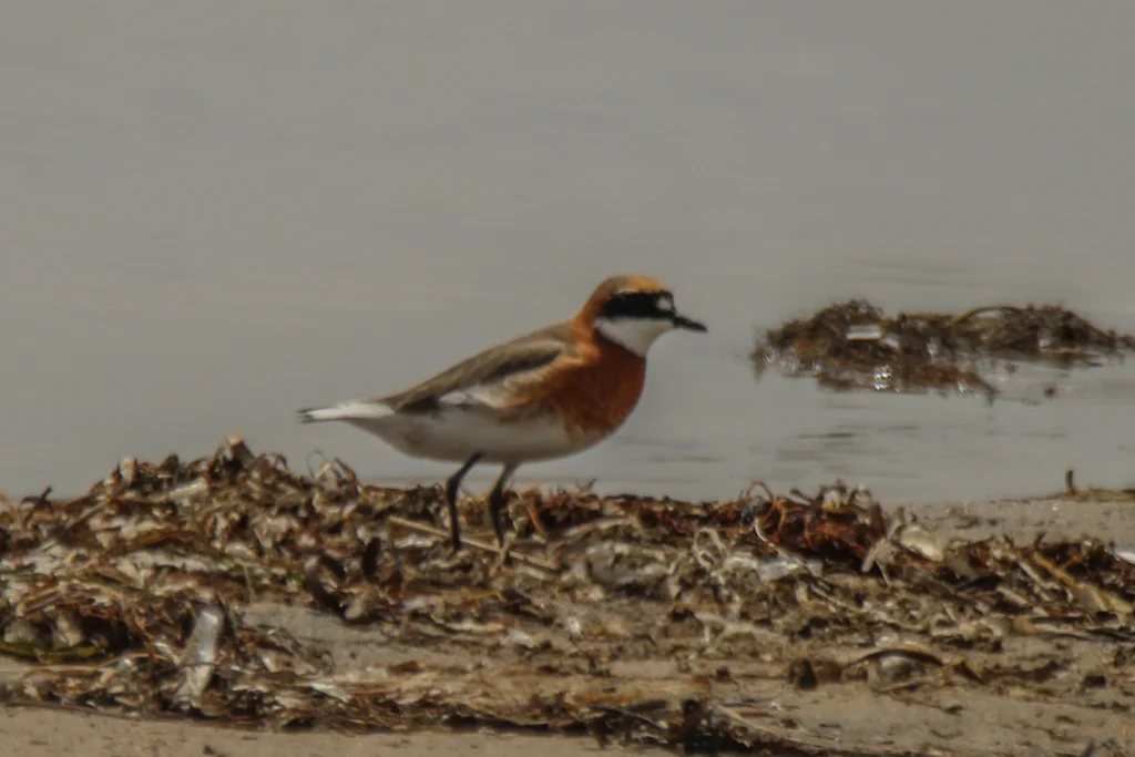 蒙古沙鸻(Anarhynchus mongolus)