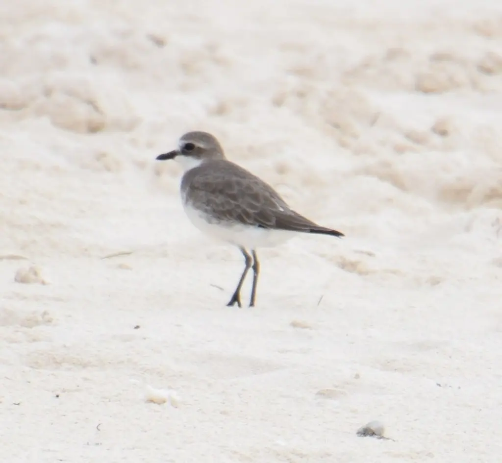 蒙古沙鸻(Anarhynchus mongolus)