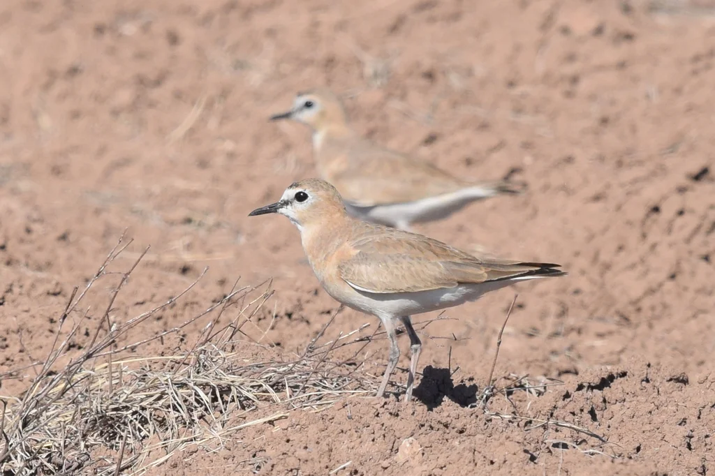 岩鸻(Anarhynchus montanus)