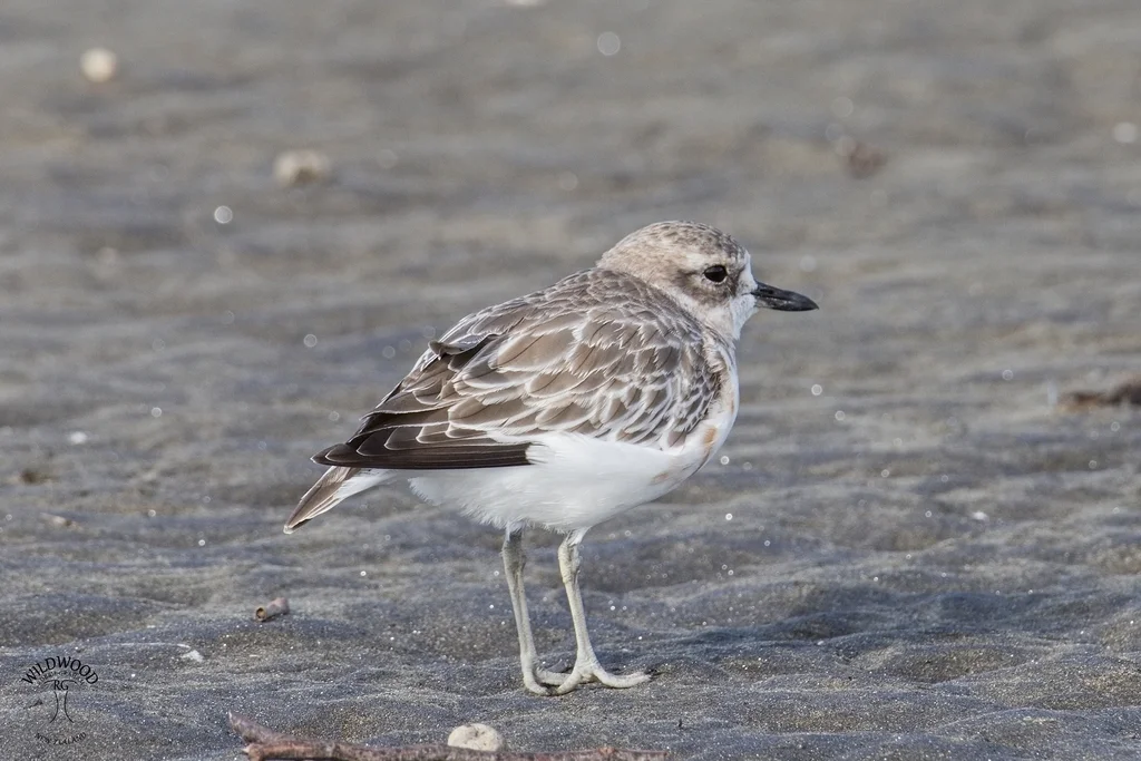 新西兰鸻（Anarhynchus obscurus）