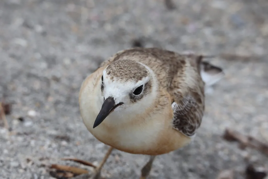 新西兰鸻（Anarhynchus obscurus）