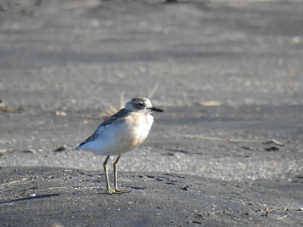 新西兰鸻（Anarhynchus obscurus）