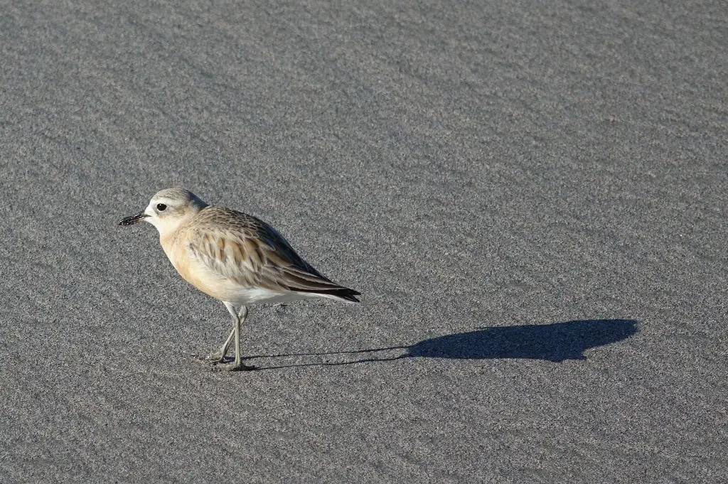 新西兰鸻（Anarhynchus obscurus）