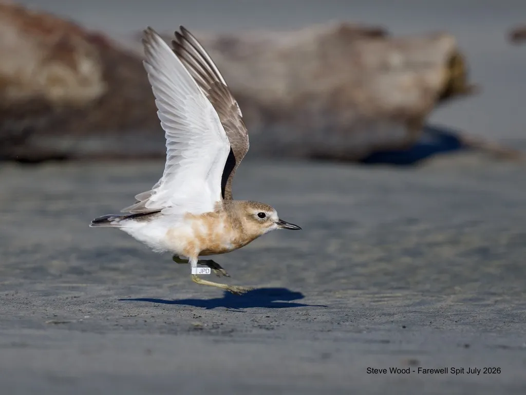新西兰鸻（Anarhynchus obscurus）