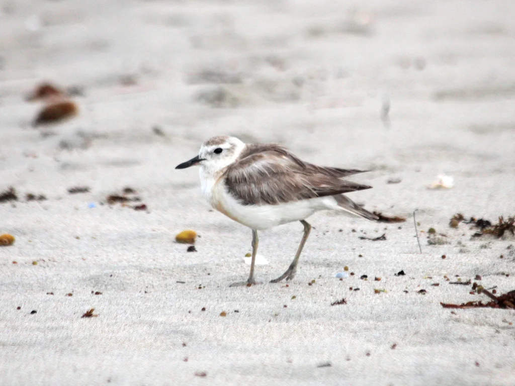 新西兰鸻（Anarhynchus obscurus）