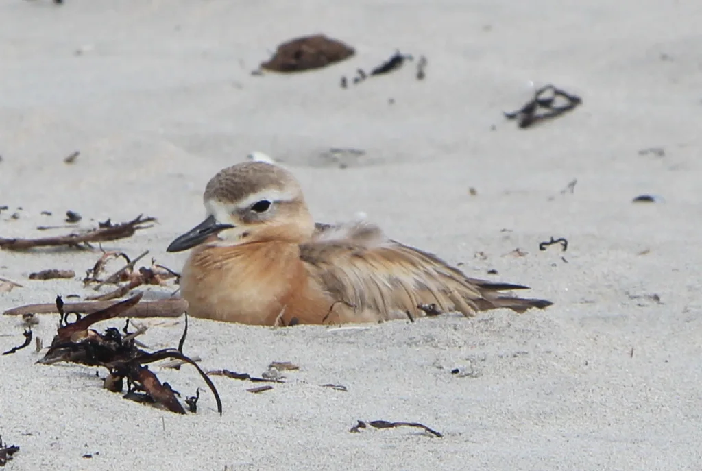 新西兰鸻（Anarhynchus obscurus）