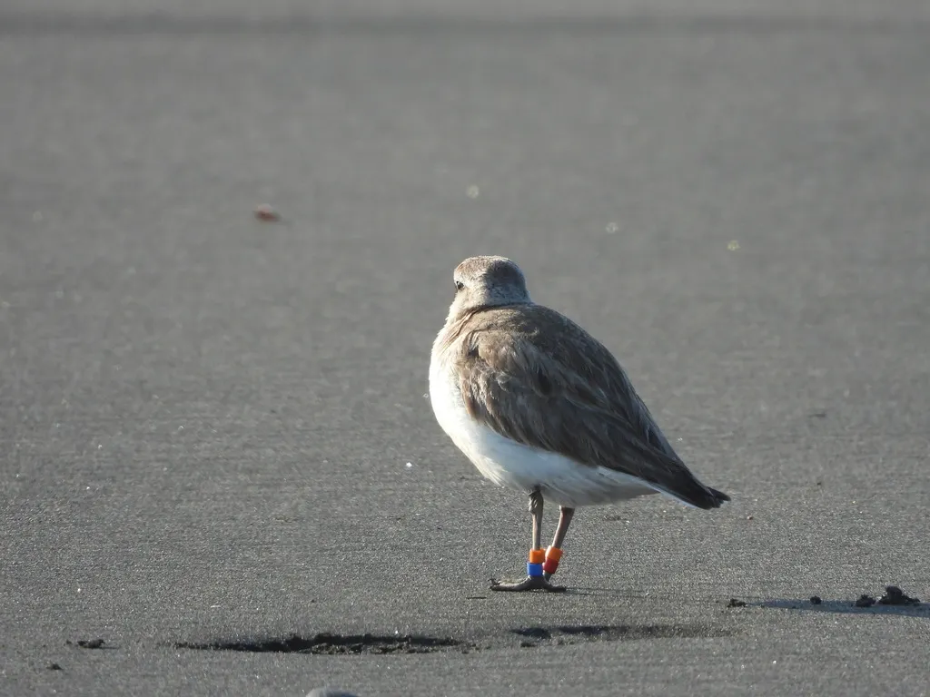 新西兰鸻（Anarhynchus obscurus）