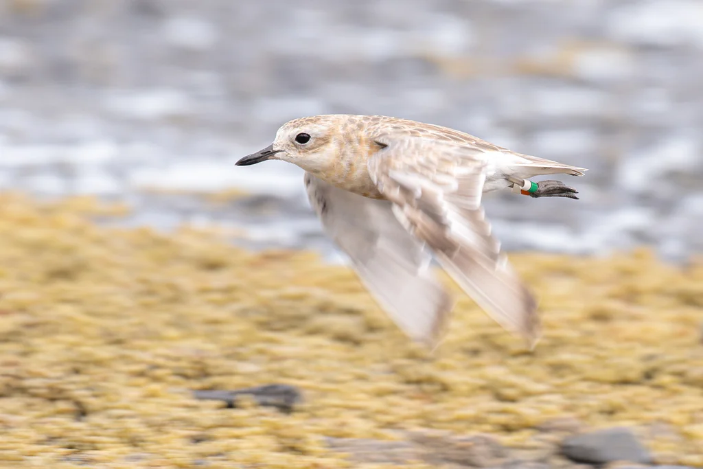 新西兰鸻（Anarhynchus obscurus）