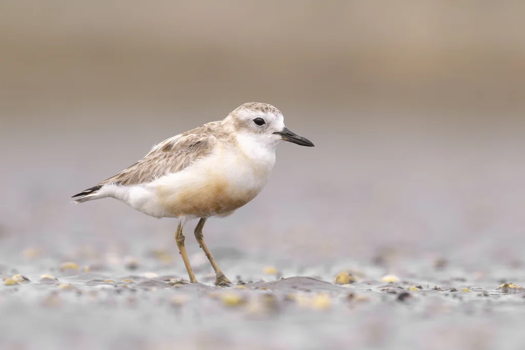 新西兰鸻（Anarhynchus obscurus）