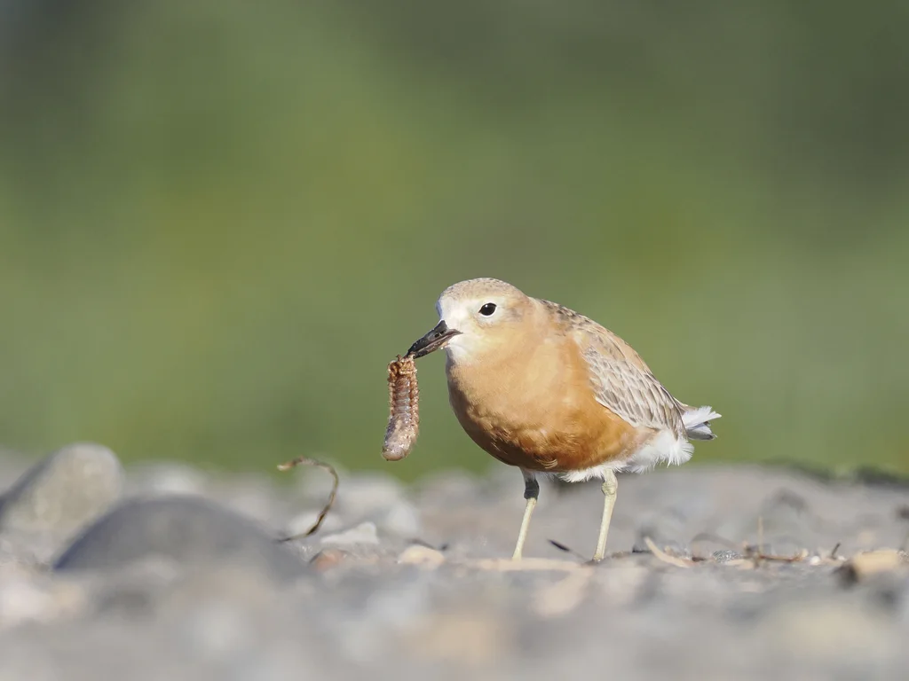 新西兰鸻(Anarhynchus obscurus)