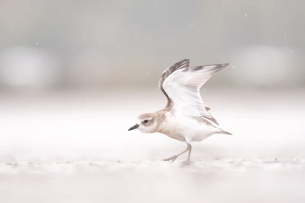 新西兰鸻(Anarhynchus obscurus)