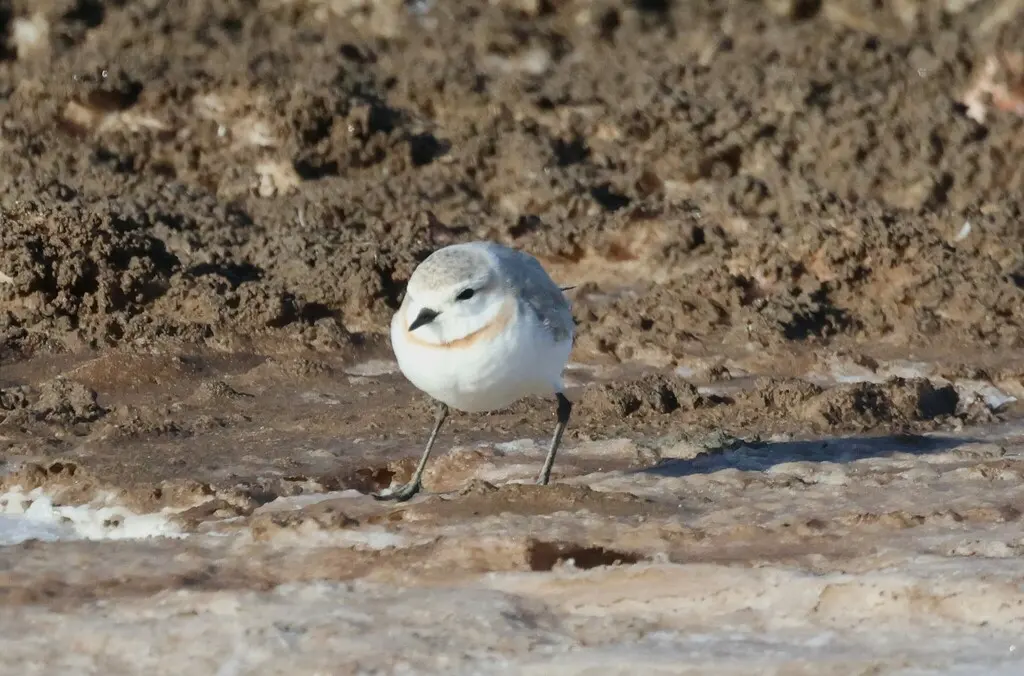 栗斑鸻(Anarhynchus pallidus)