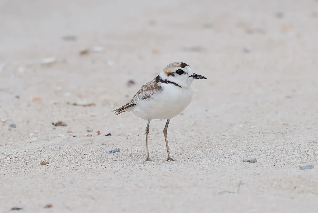 马来鸻(Anarhynchus peronii)