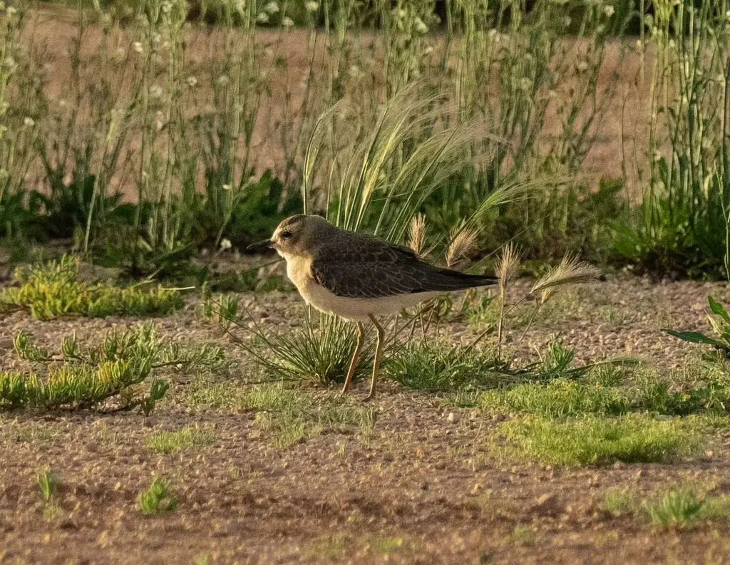 东方鸻（Anarhynchus veredus）