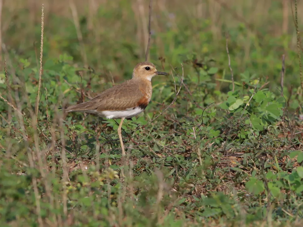 东方鸻（Anarhynchus veredus）