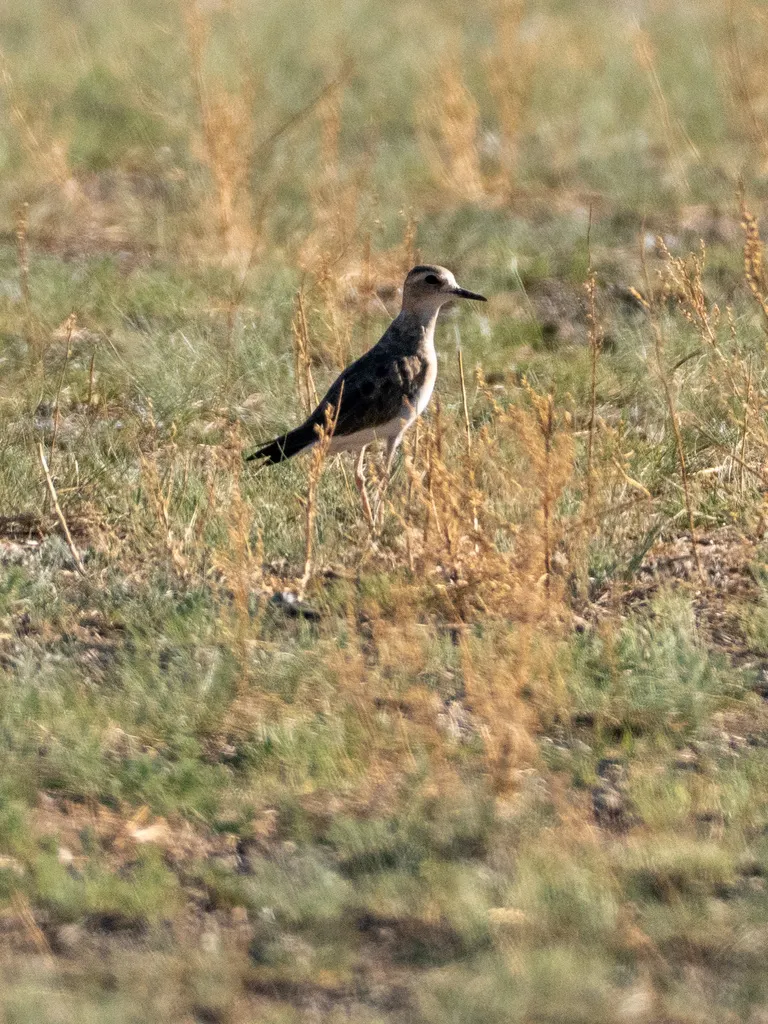 东方鸻（Anarhynchus veredus）