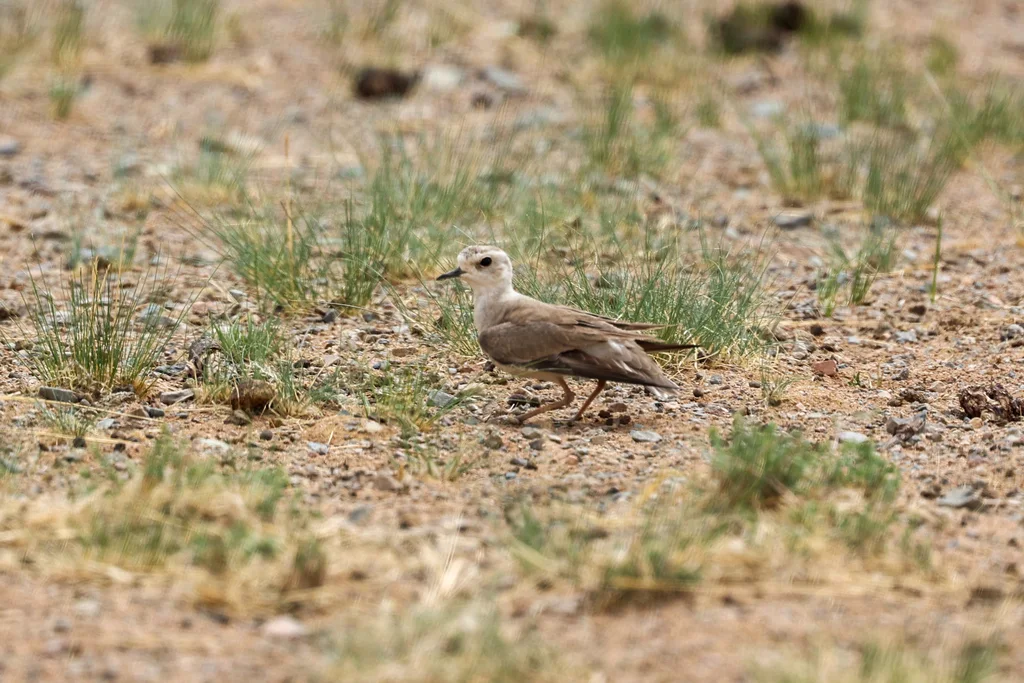东方鸻（Anarhynchus veredus）