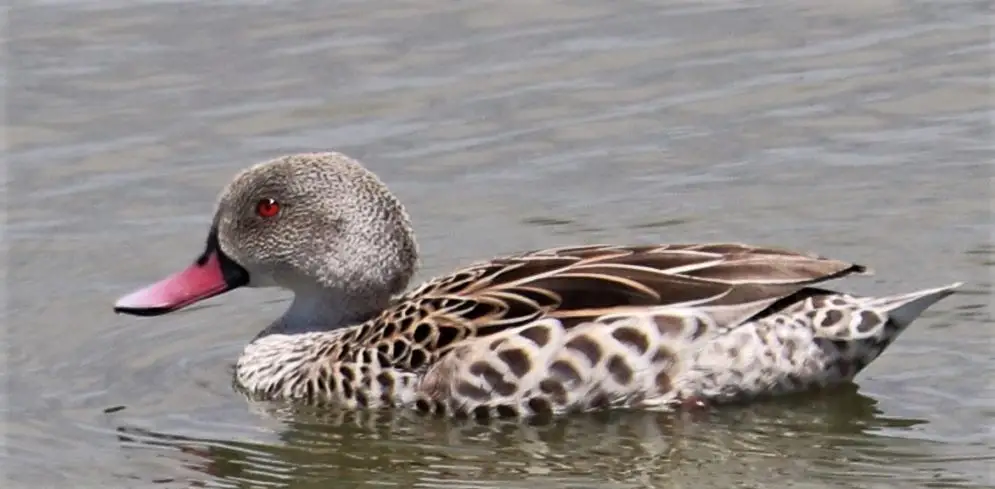 绿翅灰斑鸭(Anas capensis)