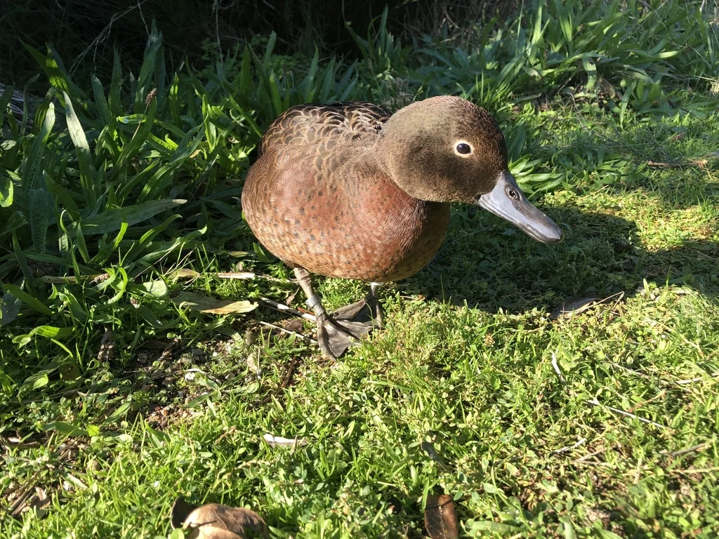 褐鸭(Anas chlorotis)