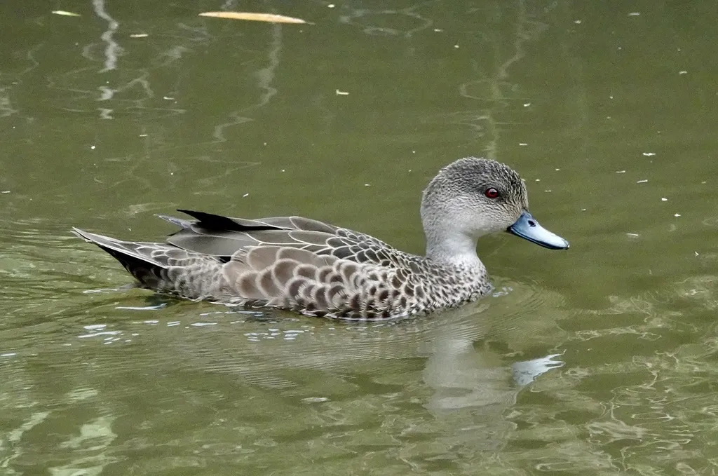 灰鸭(Anas gracilis)