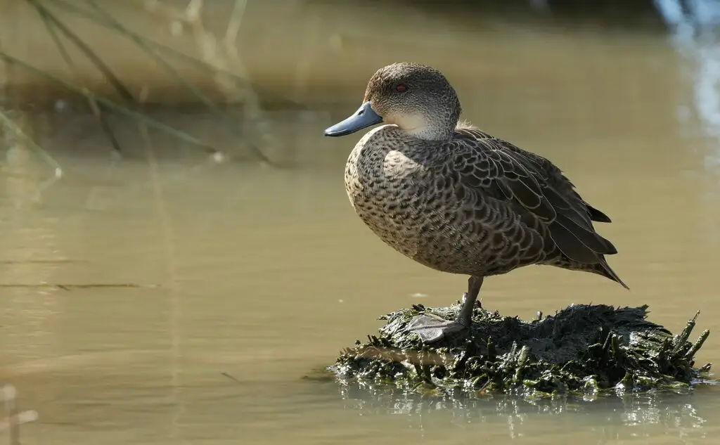 灰鸭(Anas gracilis)
