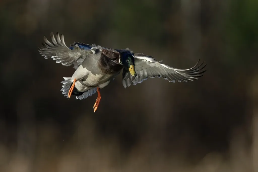 绿头鸭(Anas platyrhynchos)