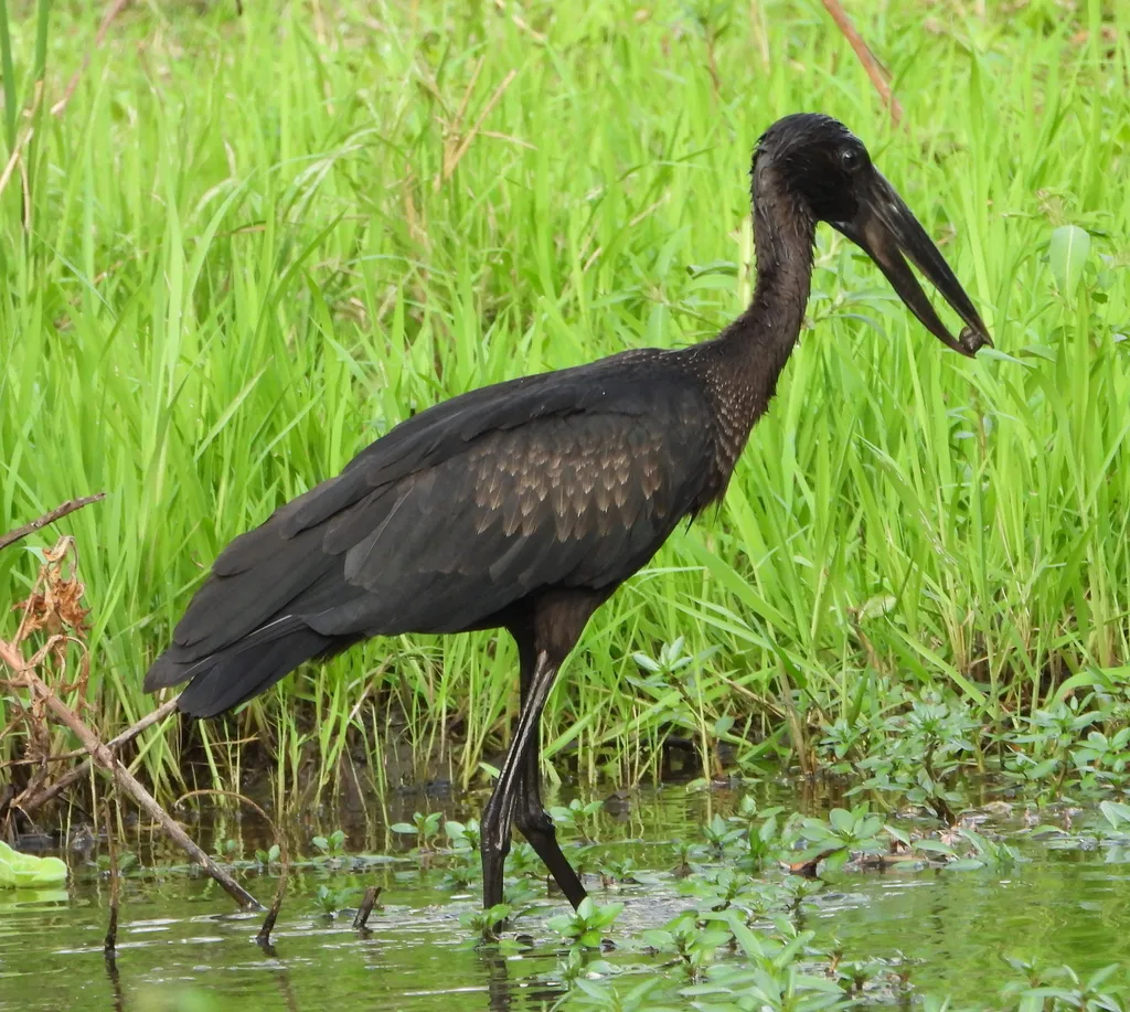 非洲钳嘴鹳(Anastomus lamelligerus)
