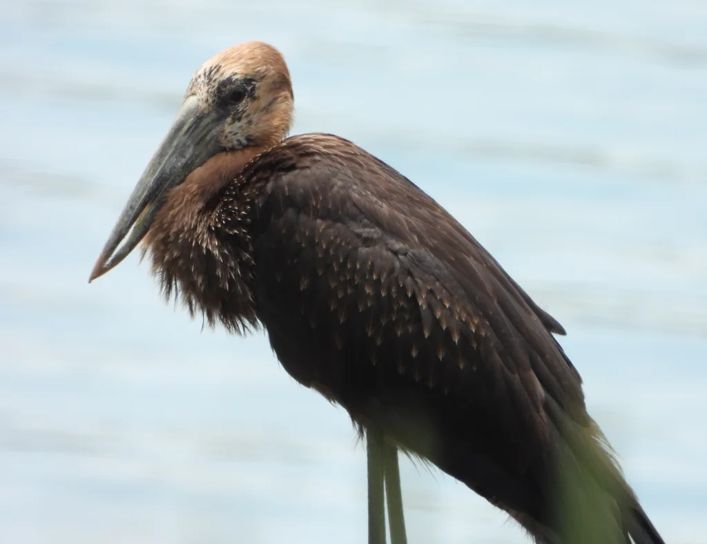非洲钳嘴鹳(Anastomus lamelligerus)