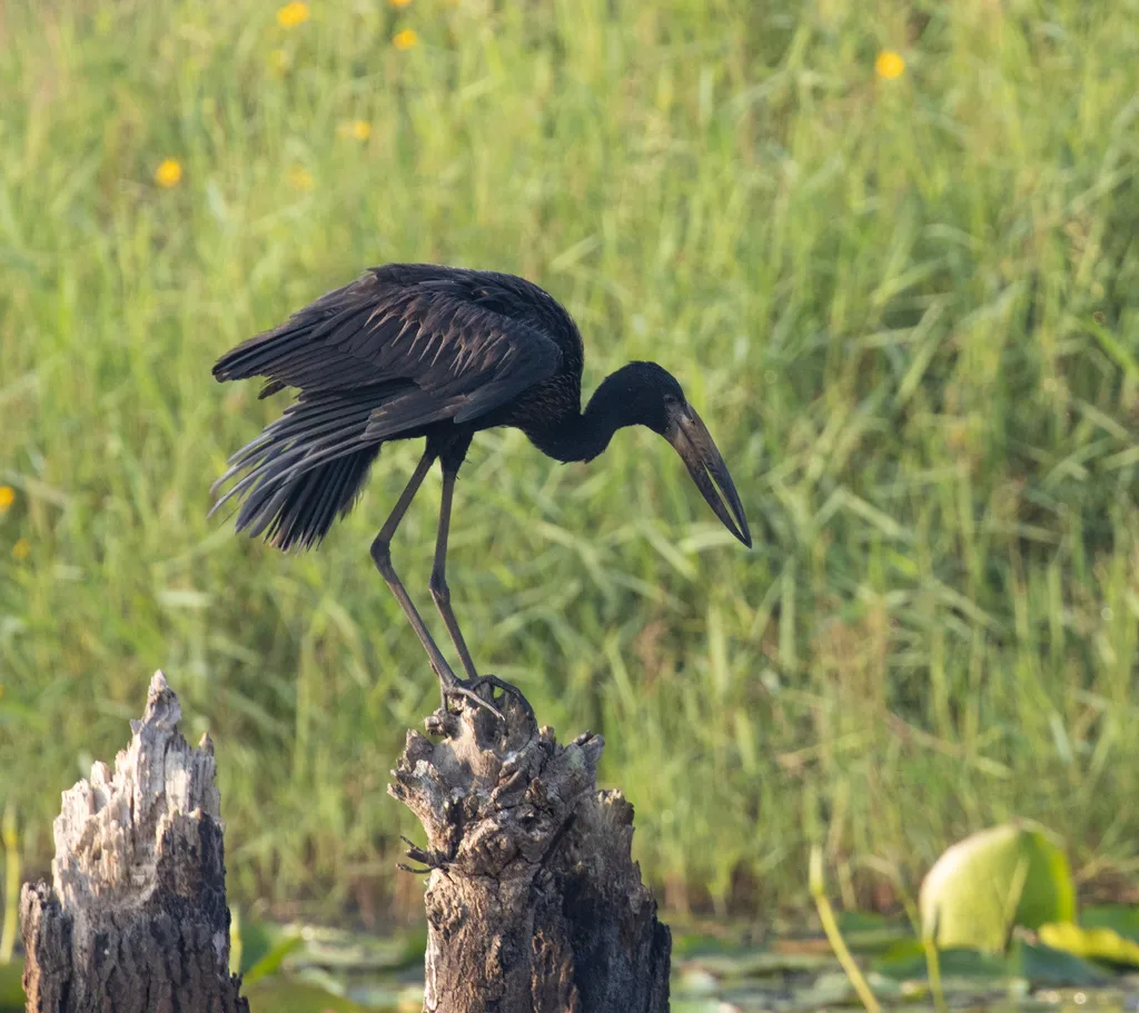 非洲钳嘴鹳(Anastomus lamelligerus)