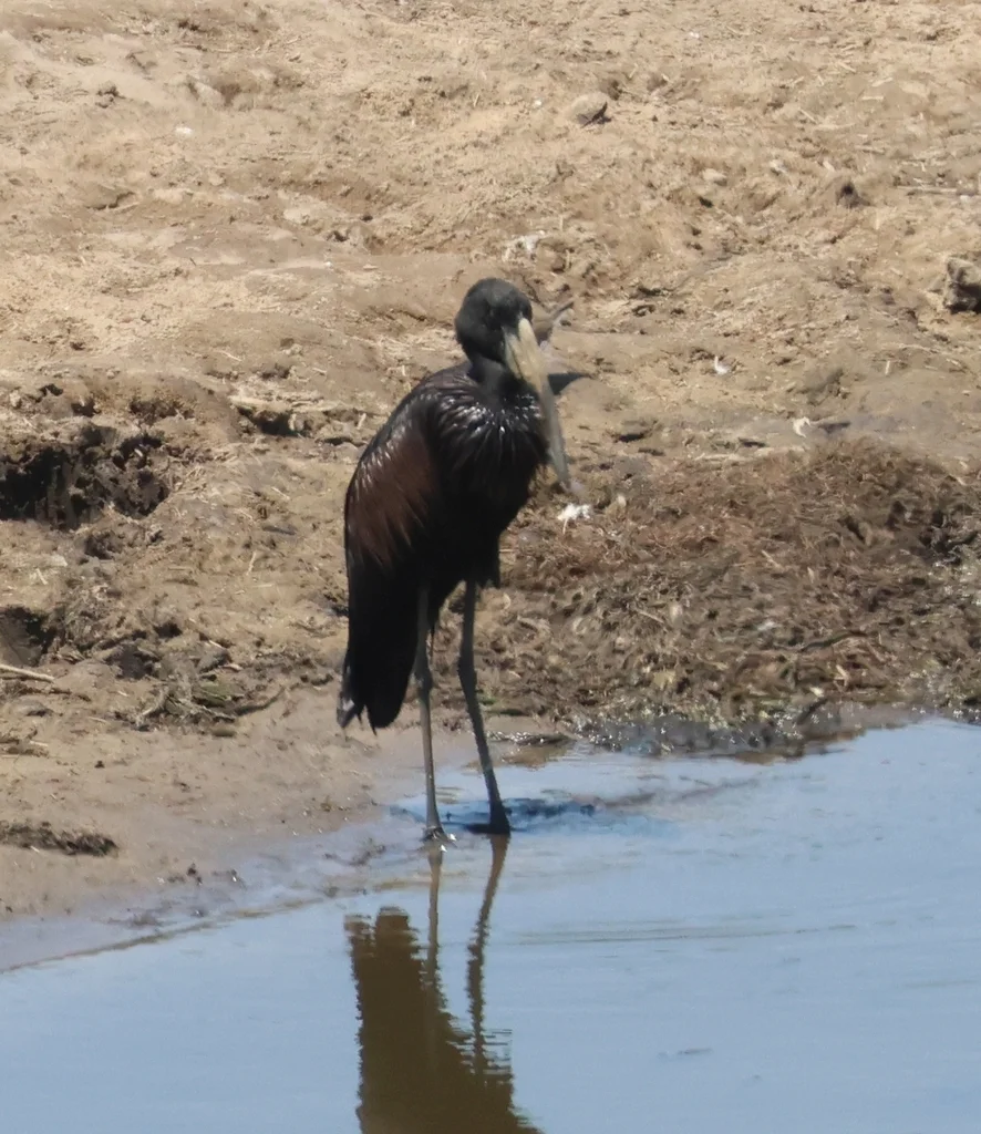 非洲钳嘴鹳(Anastomus lamelligerus)