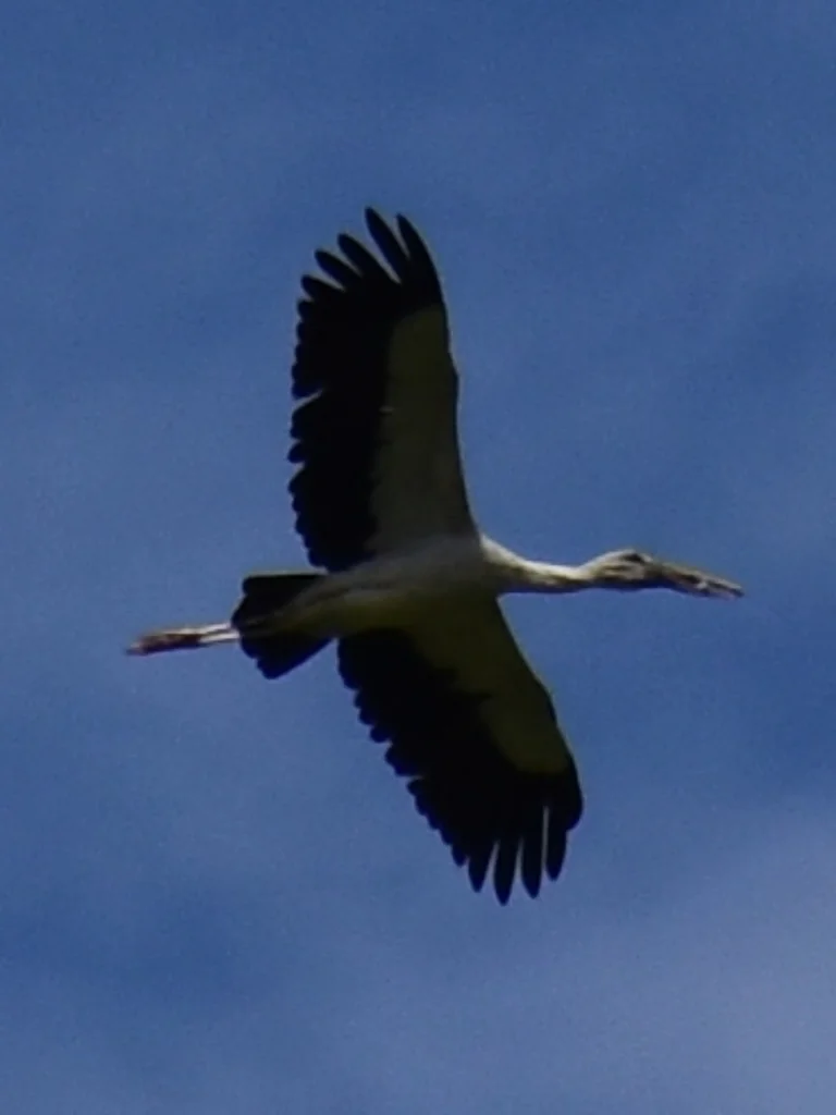 钳嘴鹳（Anastomus oscitans）