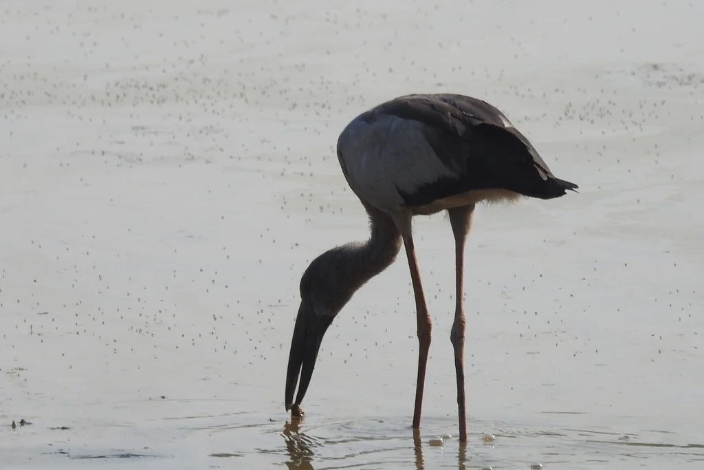 钳嘴鹳（Anastomus oscitans）