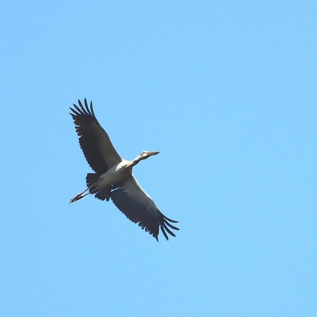 钳嘴鹳（Anastomus oscitans）