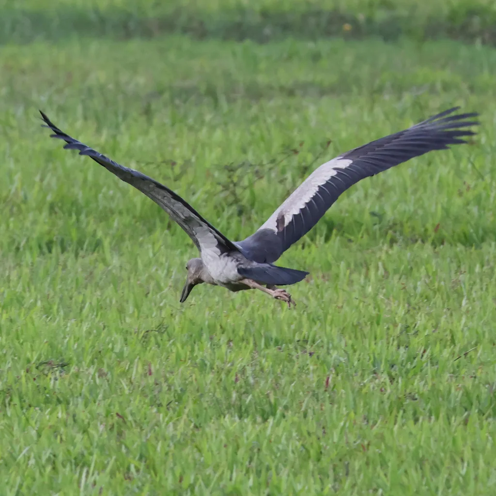 钳嘴鹳（Anastomus oscitans）